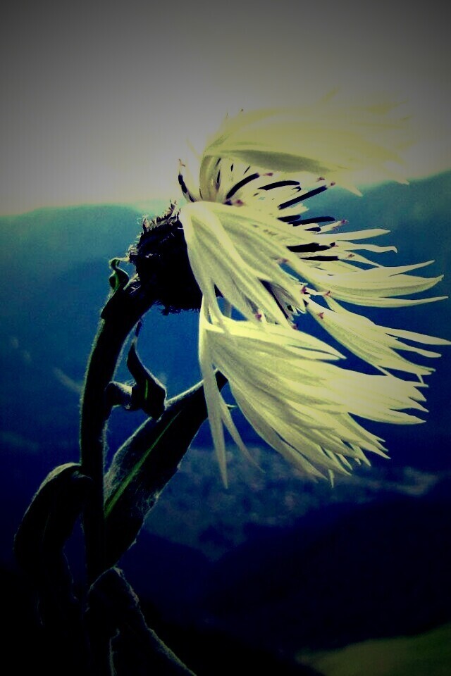 Горный цветок обои