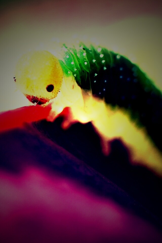 Гусеница бабочки на лепестке обои