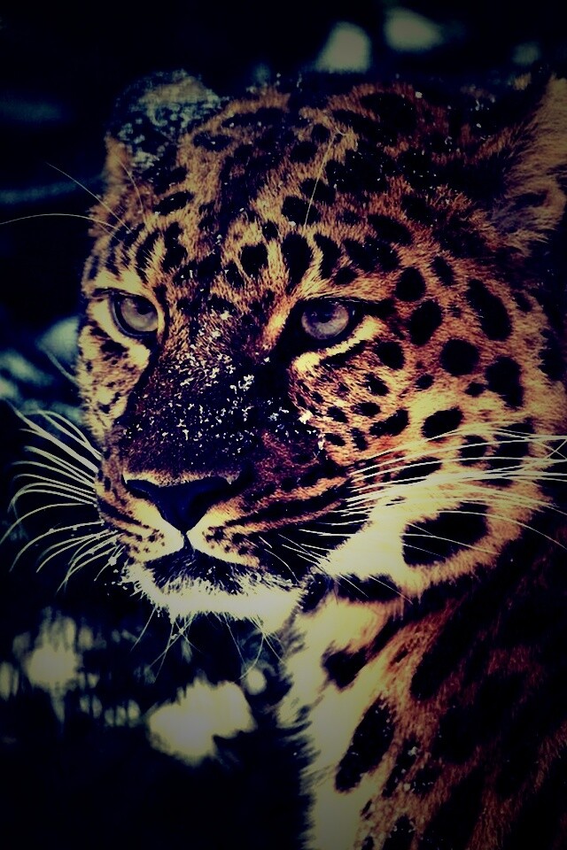 Леопард у заснеженной ели обои