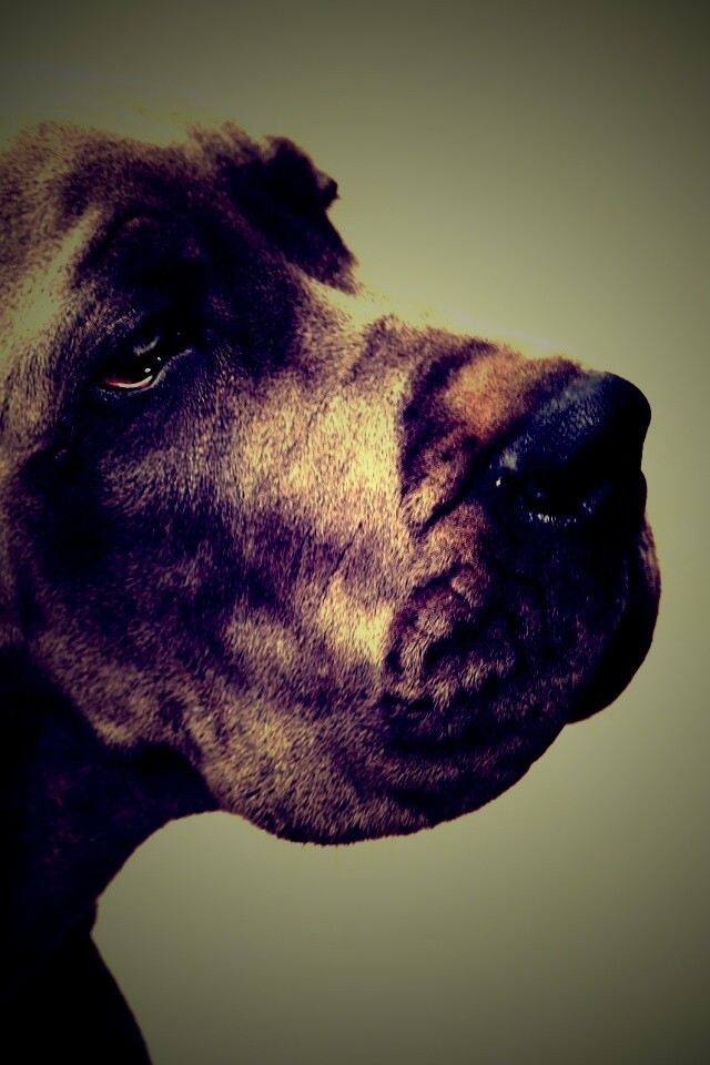 Грустная собака обои