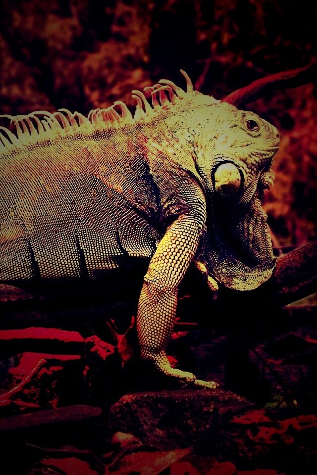 Большая игуана обои