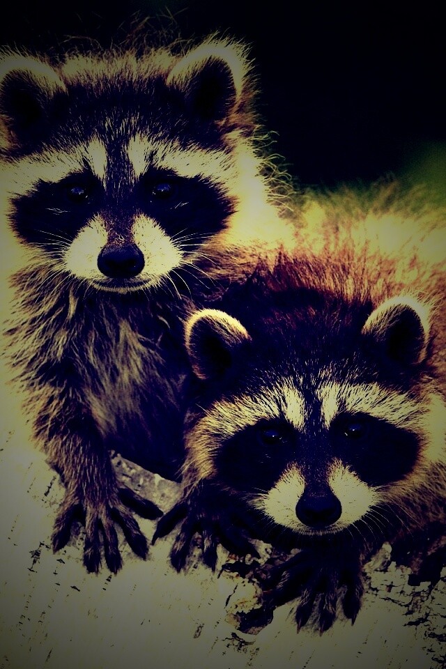 Полосатики обои