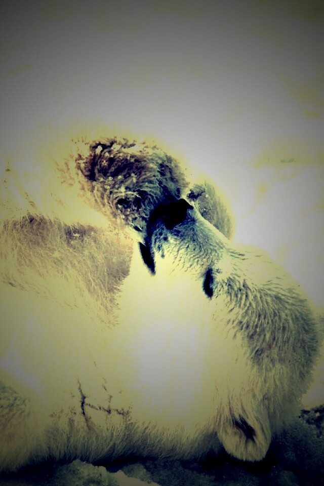 Мишка на севере обои