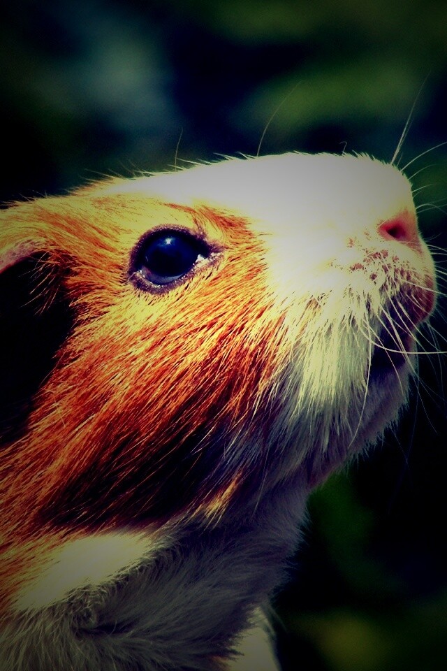 Морская свинка - романтик обои