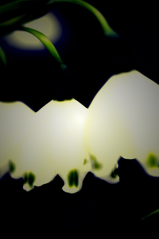 Белые ландыши обои