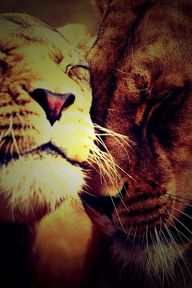 Нежные львы обои