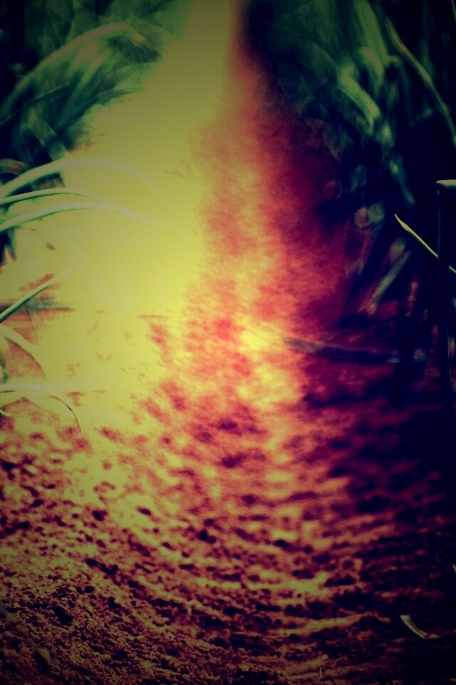 Тропинка в траве обои