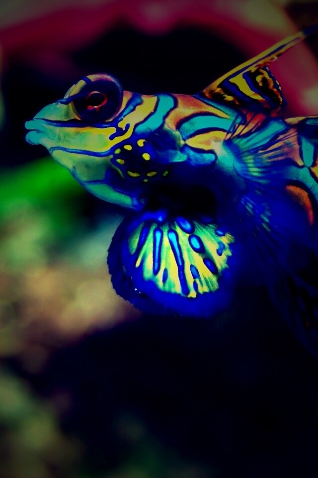 Разноцветная рыбка обои