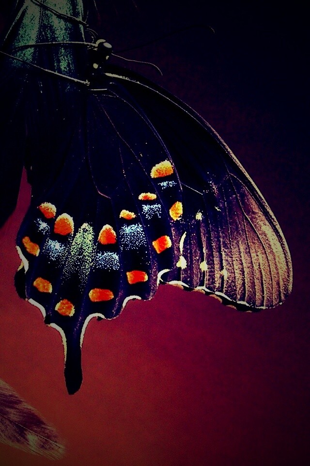 Красивая бабочка обои