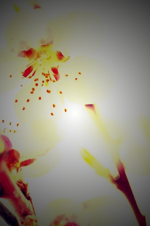 Нежные розовые цветы обои