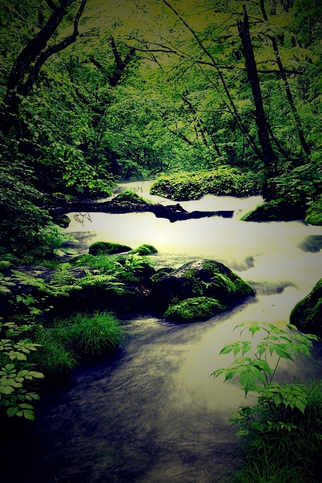 Лесная река обои