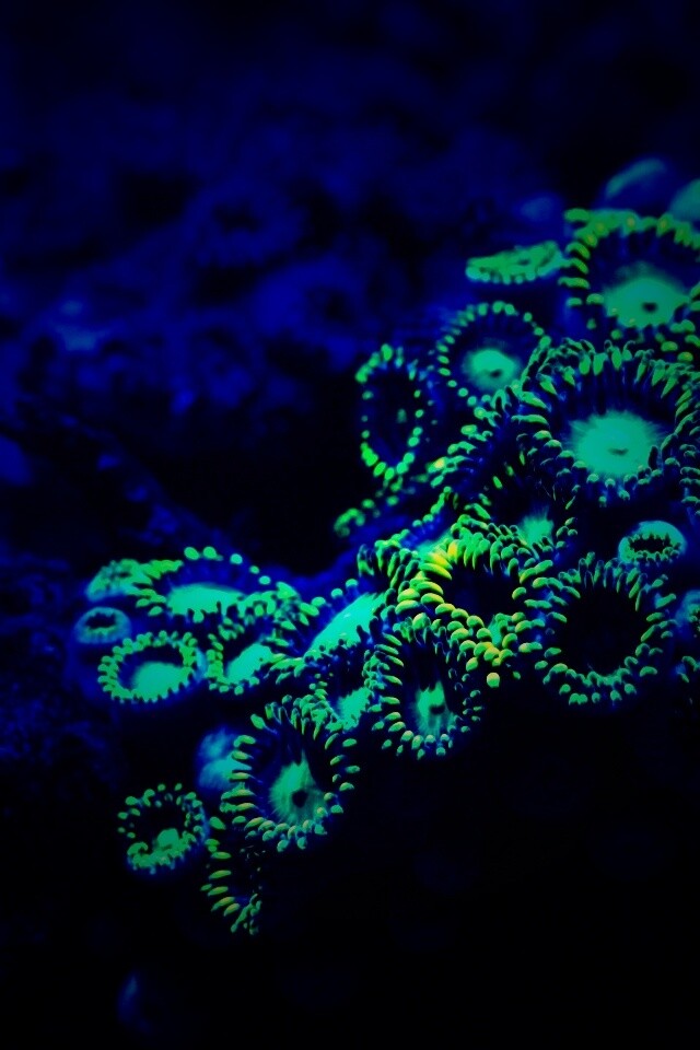 Морское дно обои