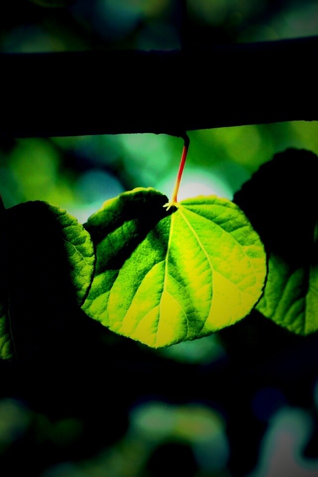 Ветка с зелеными листочками обои