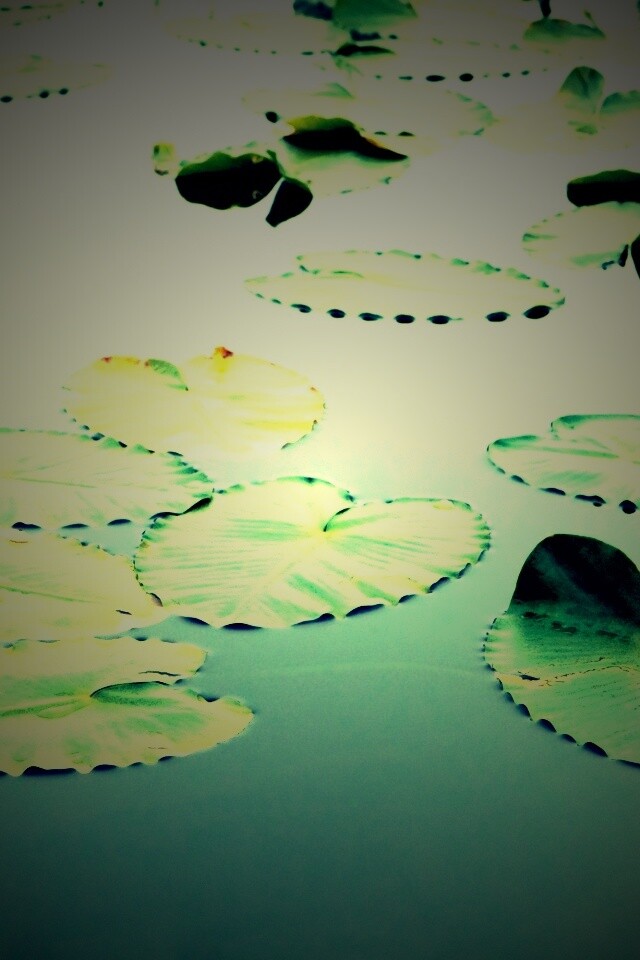 Плавающие листья обои