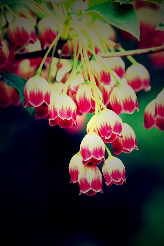 Красные колокольчики обои