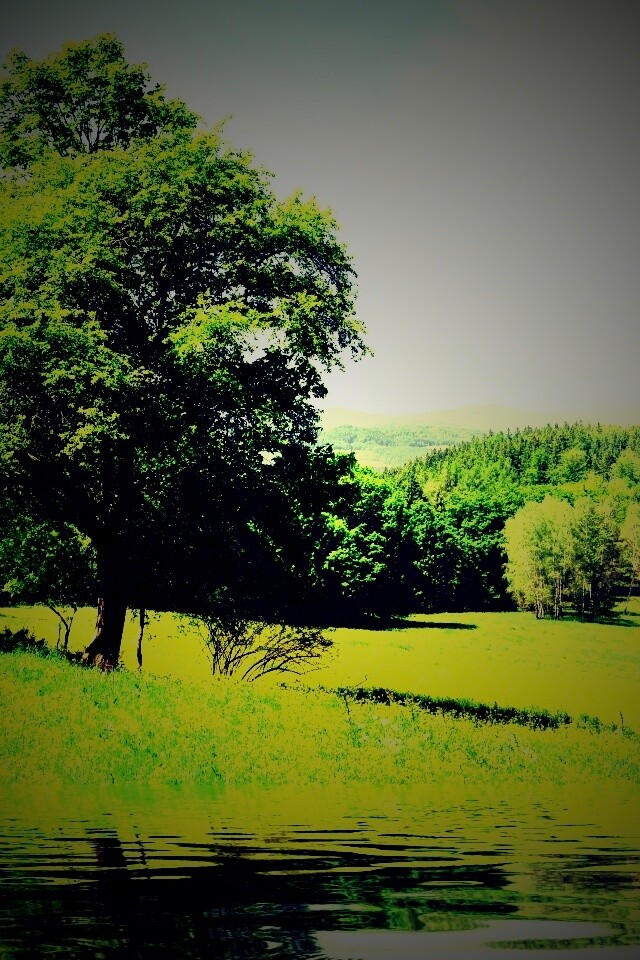 Дерево у воды обои