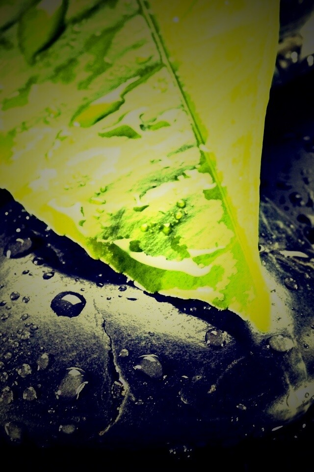 Зеленый лист на черных камнях обои