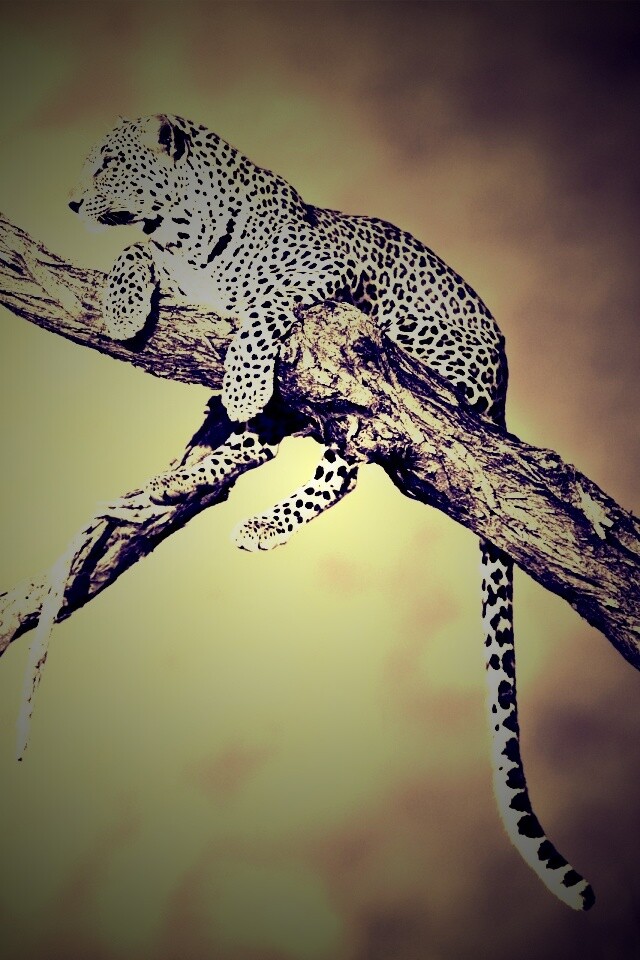 Ягуар на дереве обои