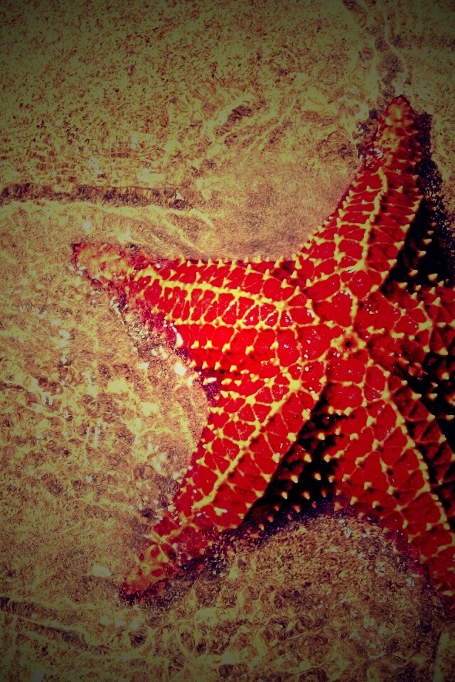 Морская звезда обои