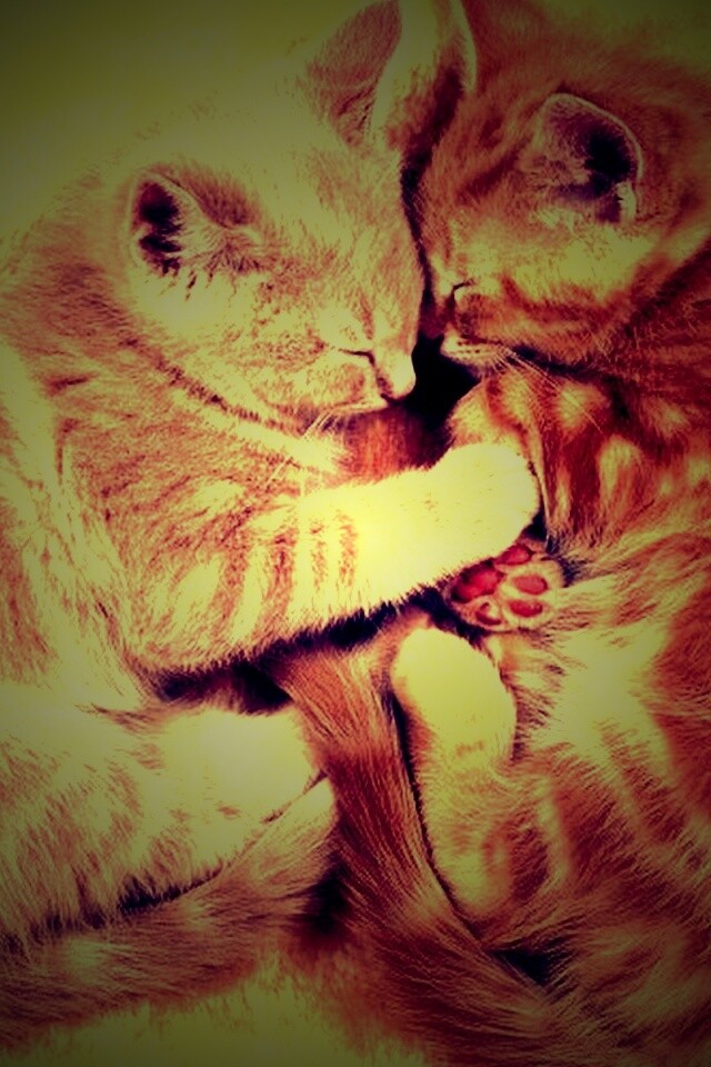 Рыжие котята в обнимку обои