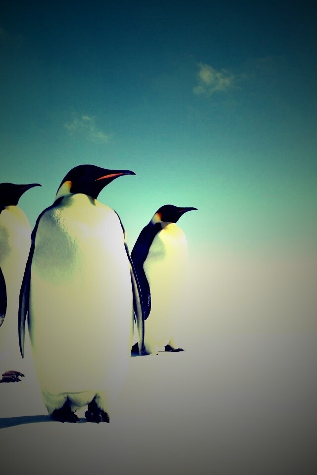 Пингвины обои