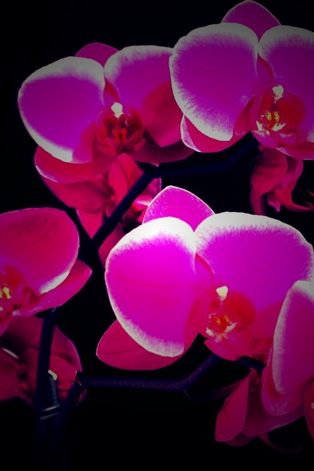 Орхидея обои