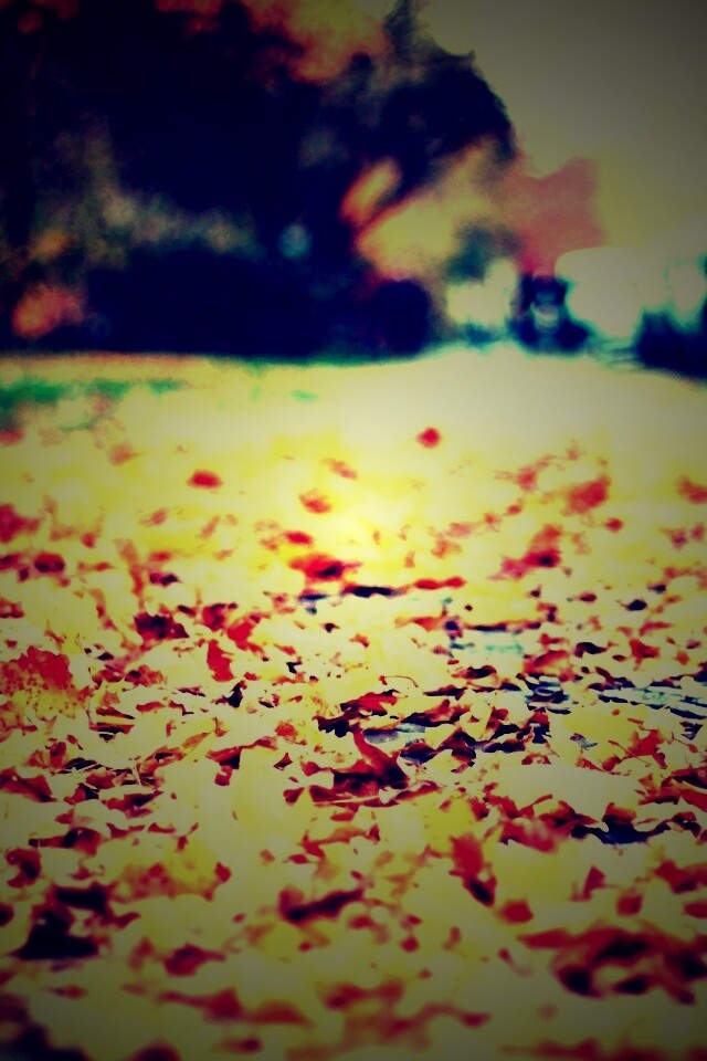 Осенние листья обои