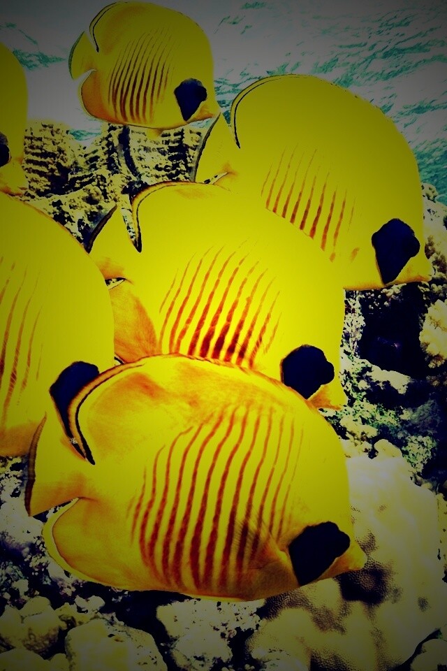 Желтые рыбки обои