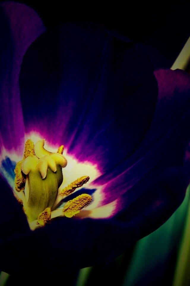 Фиолетовый цветочек обои