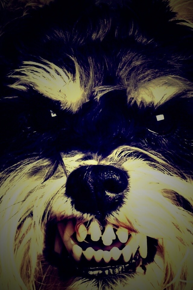 Терьер вне себя обои