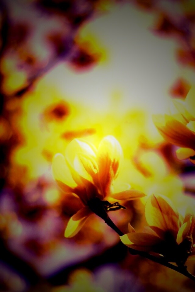 Желтые цветы распустились обои