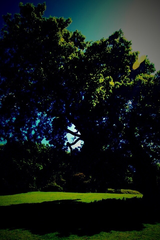 Большое зеленое дерево на лужайке обои