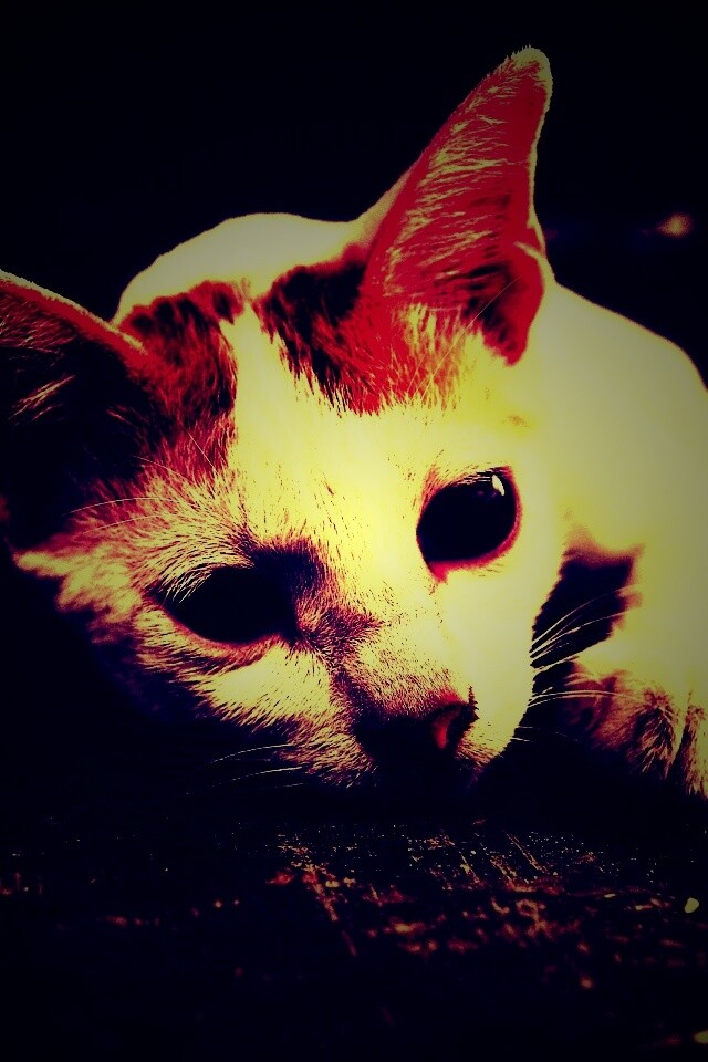 Белый кот на черном полу обои