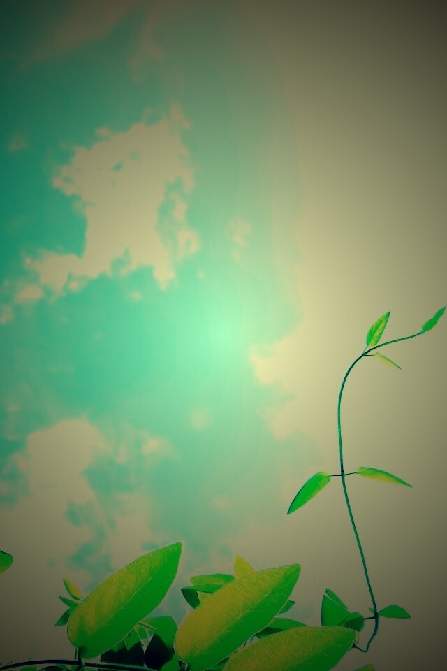 Зеленые ветви на фоне голубого неба обои