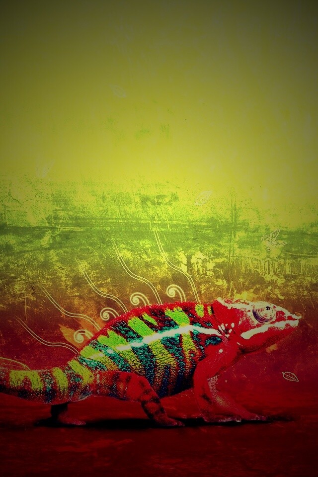 Хамелеон обои