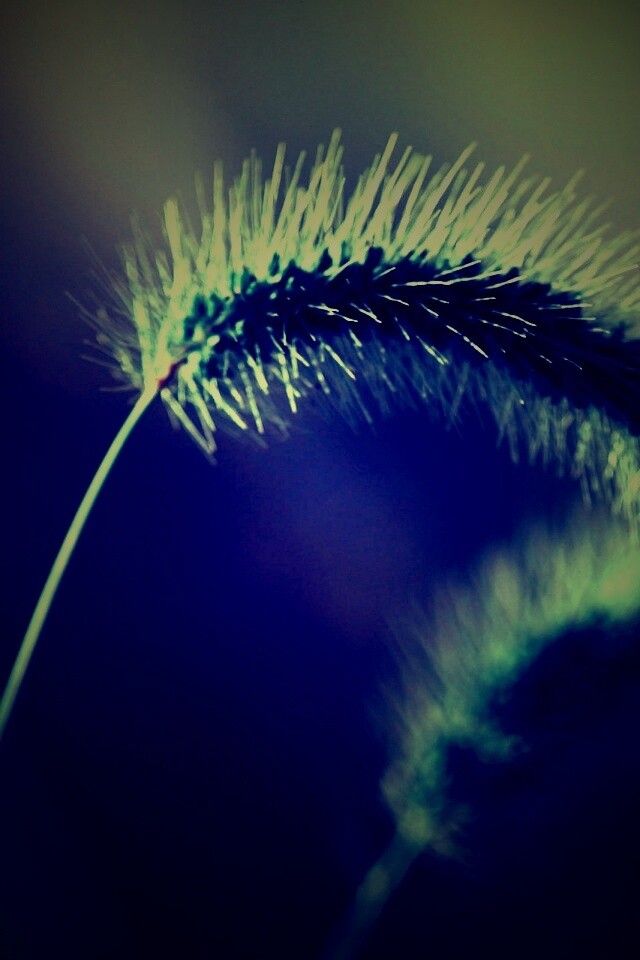 Травинка обои
