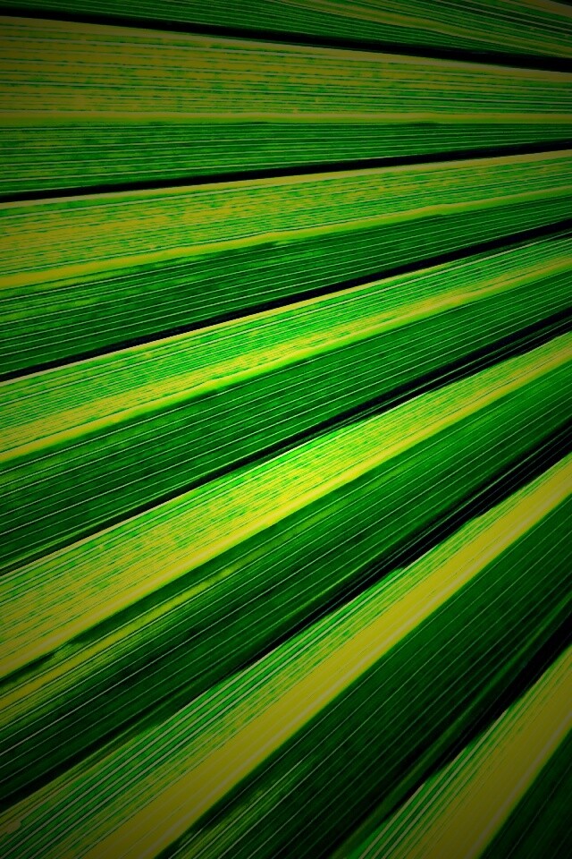 Зеленый пальмовый лист обои