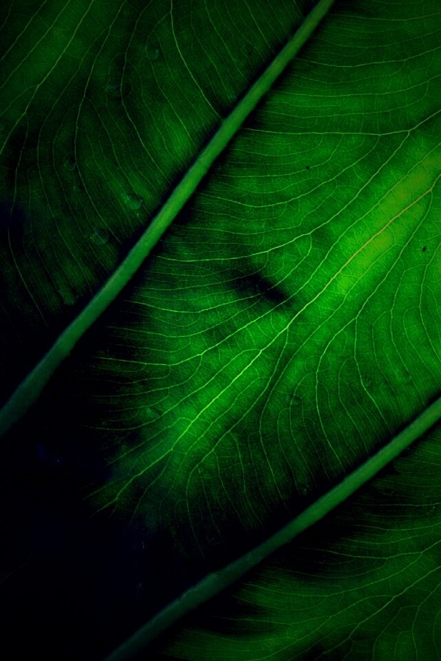 Прожилки на листе обои