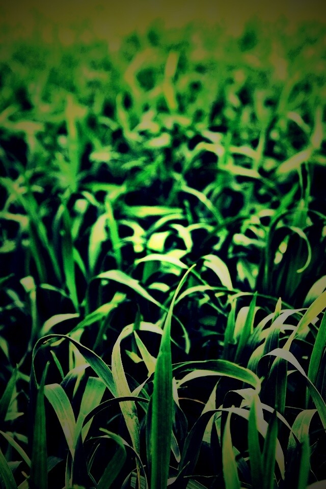 Высокая трава обои