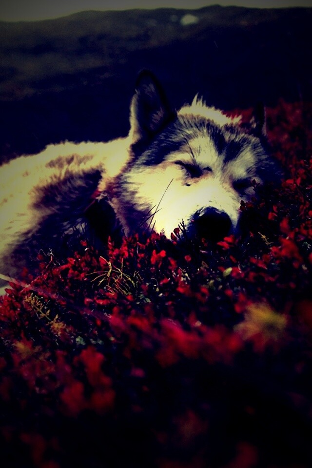 Лапа в цветах обои