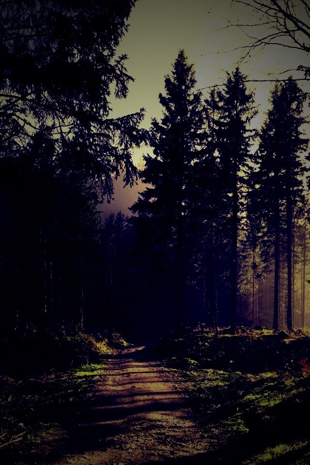 Лесная дорога обои