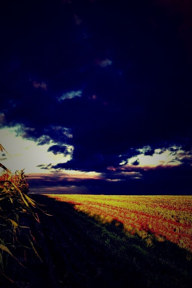 Кукурузное поле обои