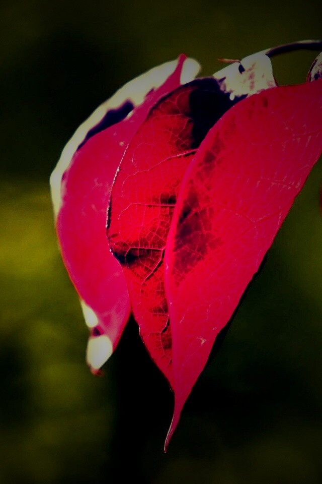 Ветка красных листьев обои