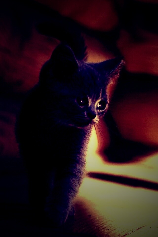 Маленький дымчатый котенок обои