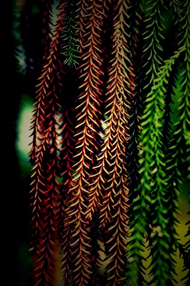 Зеленые колючки обои