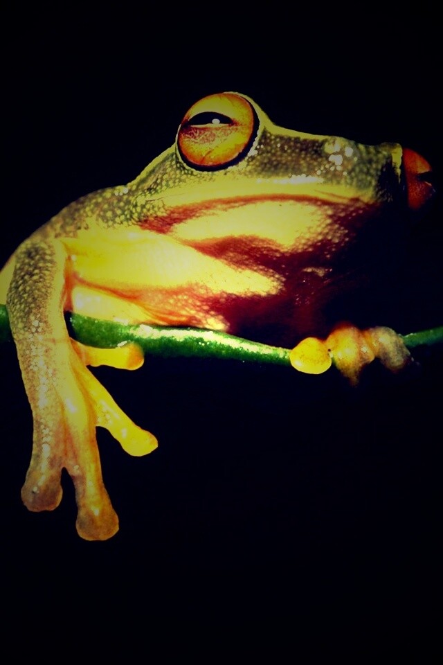 Лягушка на отдыхе обои