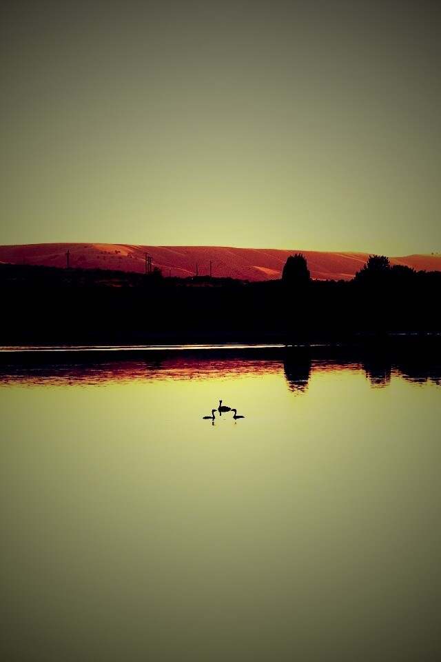 Утиное озеро обои