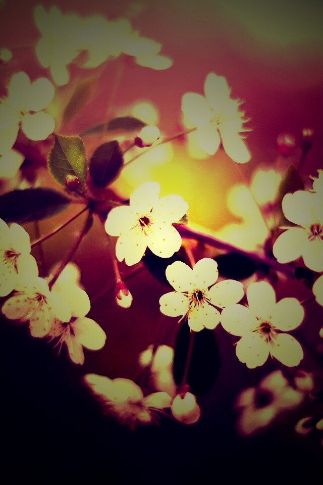 Ветка сакуры обои