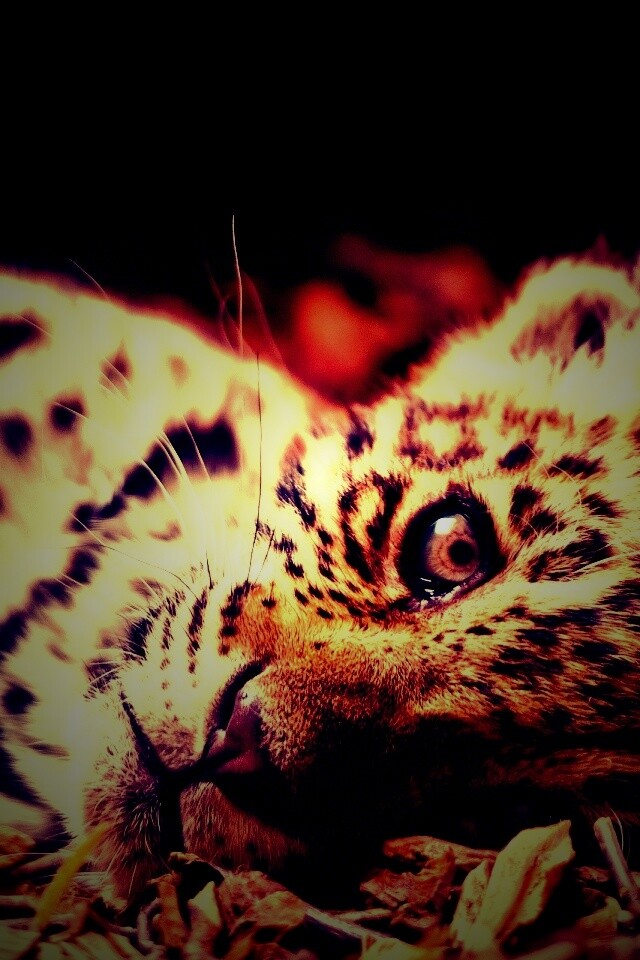 Гепард котенок обои