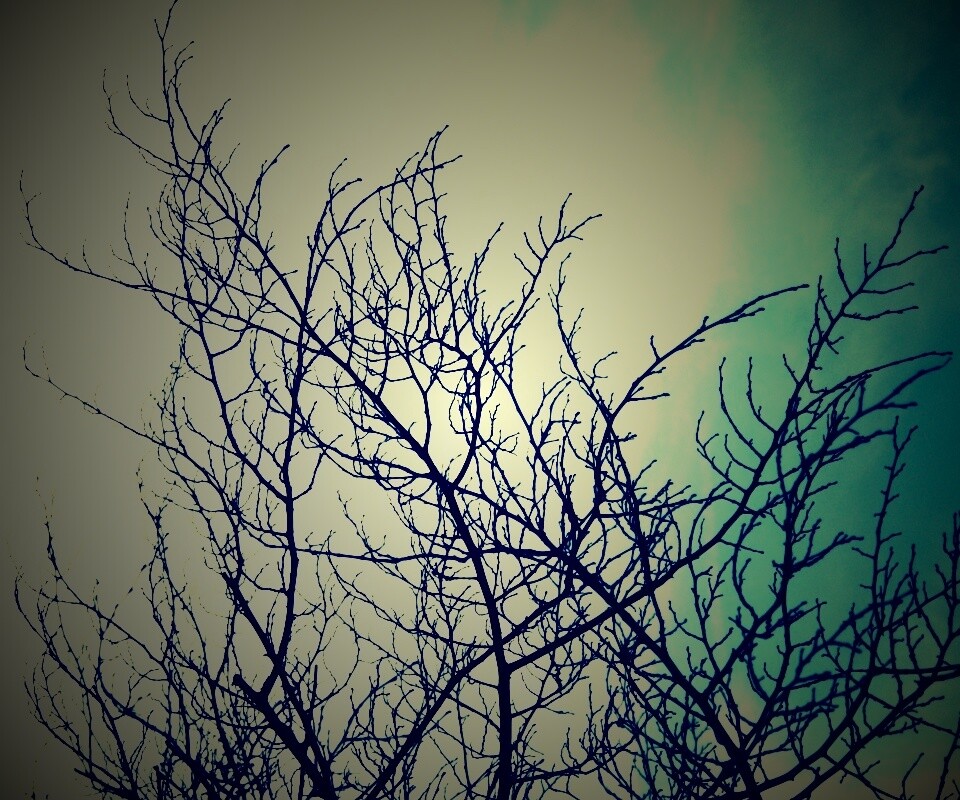 Ветвистое дерево обои